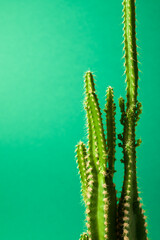 Cactus close up
