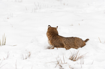Bobcat (Lynx rufus) Turns to Look Behind While Lying in Snow Winter