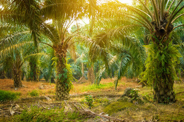 Palm oil plantation and morning sunlight