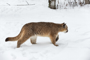 Female Cougar (Puma concolor) Walks Left Licking Nose Winter