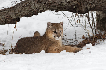 Female Cougar (Puma concolor) Lies Alone Under Log Winter
