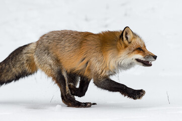 Red Fox (Vulpes vulpes) Runs Right Front Paws Up Winter