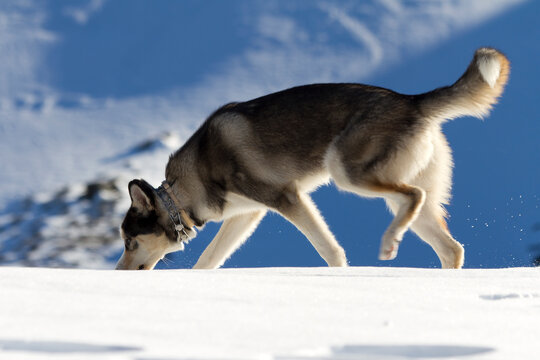 Husky siberiano en la Nieve