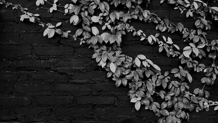 Green leaves pattern for background in the garden park in black and white tone with copy space on...