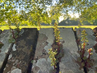 Umbilicus rupestris, the navelwort, penny-pies or wall pennywort, penny wort is a fleshy, perennial, edible flowering plant in the stonecrop family Crassulaceae
