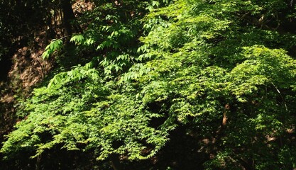 Green Color of Maple Tree under Sunlight
