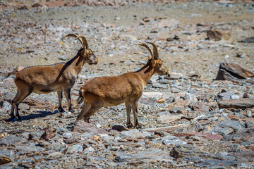 Cabras Monteses - Capra pyrenaica