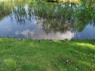 Olsztyn - a pond with ducks in one of the city districts.