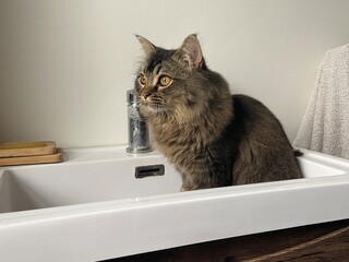 maine coon cat sitting in sink 