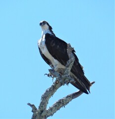 Elegant regal osprey perched 