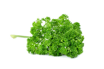 Parsley leaf or Petroselinum crispum leaves isolated on white background ,Green leaves pattern