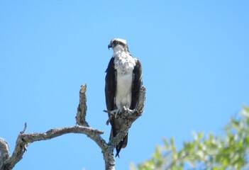 Elegant regal osprey perched 
