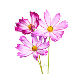 Obraz premium garden flowers on green stems, pink petals, white background. cosmos buds.