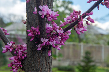  pink flowers of Cercis siliquastrum