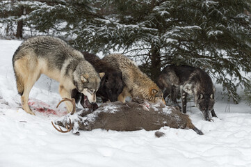Fototapeta na wymiar Grey Wolf (Canis lupus) Pack Lined Up Behind White-Tail Deer Carcass Winter
