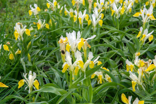 Corn-leaved juno iris (Iris bucharica)