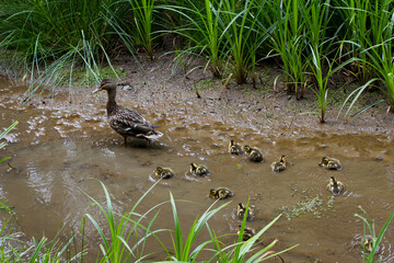 Mallard duck with many ducklings in muddle stream