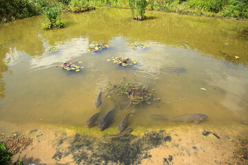 Chateau de Chaumont-sur-Loire), France. Fish in the pond 