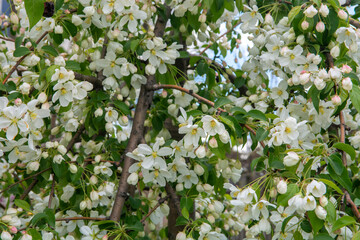 white flowers in the garden