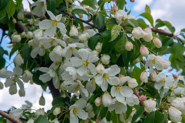 blooming tree