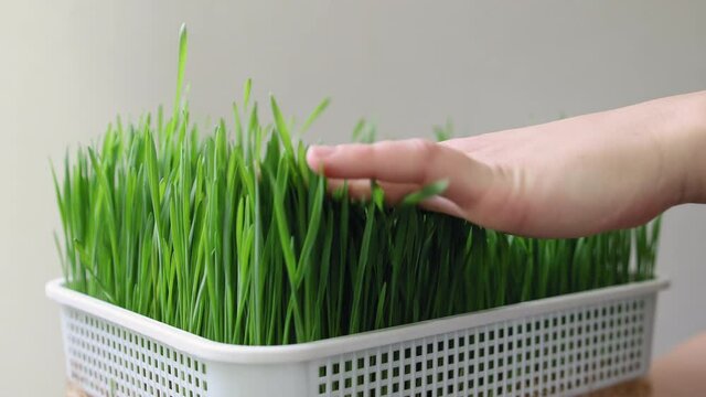 Woman's hand strokes the tops of fresh green wheat sprouts in a tray. Growing wheatgrass for juice at home. Preparation of a health drink. Close-up on a gray background