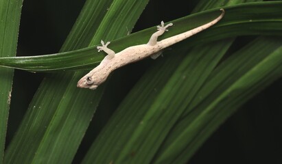 Garnot's House Gecko on The Leaves