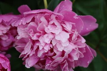 close up of pink hydrangea