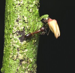 Giant Forest Ant (Dinomyrmex Gigas) on The Tree