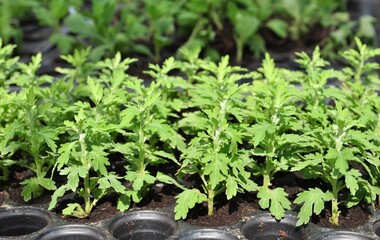 small chrysanthemum green tree on natural daylight