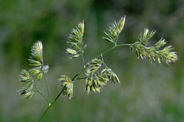 Gewöhnliches Knäuelgras // cock's-foot (Dactylis glomerata)