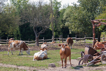 cows, cattle, calf in a farm, village life
