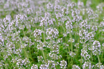 Close up of blooming wild thyme, purple flowers