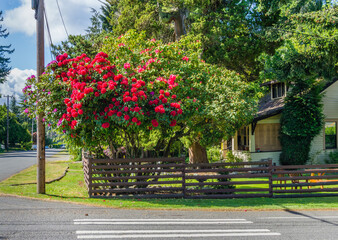 Fototapeta premium Red Corner Rhododendrons