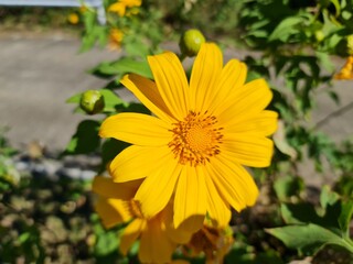 yellow flower