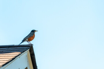 The bird singer on the roof