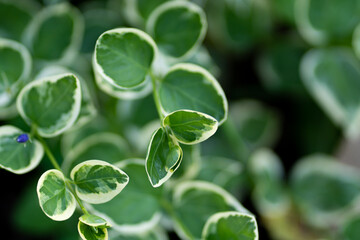 Variegated greater Periwinkle plant leaves close-up in home garden within sunlight.