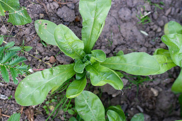 Green leaves of Calendula officinalis or Pot Marigold, Common Marigold, Scotch Marigold, Ruddles, Pot Marigold.