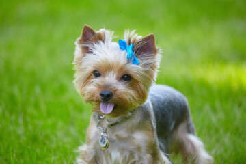 Beautiful Yorkshire Terrier dog on the green grass