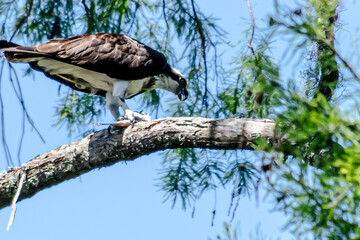 OSPREY EATING FISH IN TREE
