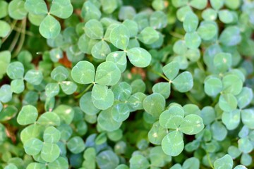 Trifolium, hojas de la planta del trébol en el campo