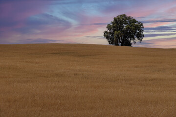 Landscape of a cereal plantation on a hill with a tree on top at sunset.