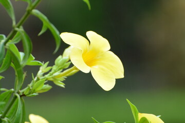 Fototapeta na wymiar close up of yellow flower