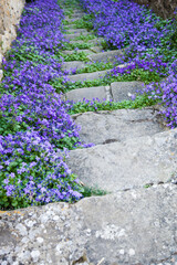 Escalier en pierre bordé de fleurs de campanule