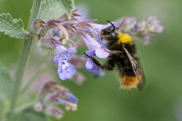 Wiesenhummel an der Katzenminze