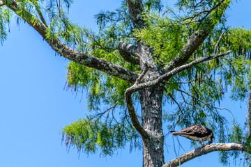 Fototapeta premium OSPREY PERCHED IN TREE