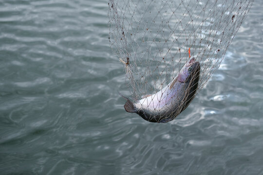 Trout fishing. Fish in the net
