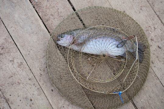 Trout fishing. Fish in the net