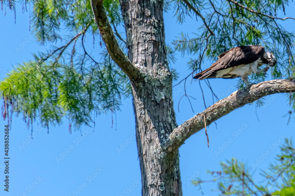 Wall mural osprey perched in tree