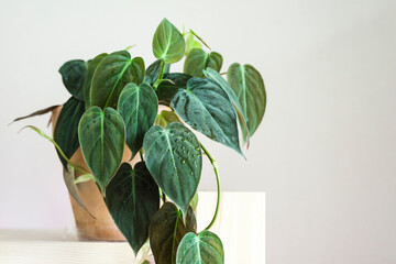 Philodendron micans pot on a wooden shelf. - obrazy, fototapety, plakaty