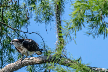 OSPREY PERCHED IN TREE